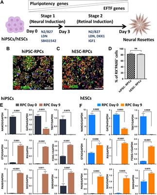 Reproducible generation of human retinal ganglion cells from banked retinal progenitor cells: analysis of target recognition and IGF-1-mediated axon regeneration